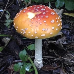 Meet your Posher, Wojtek